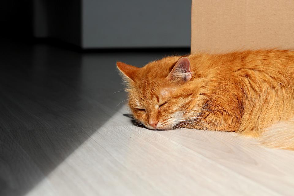 cat-4353616_960_720 animal on floor
