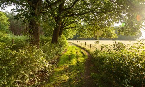 beautiful-shot-sunrise-country-road-netherlands nature