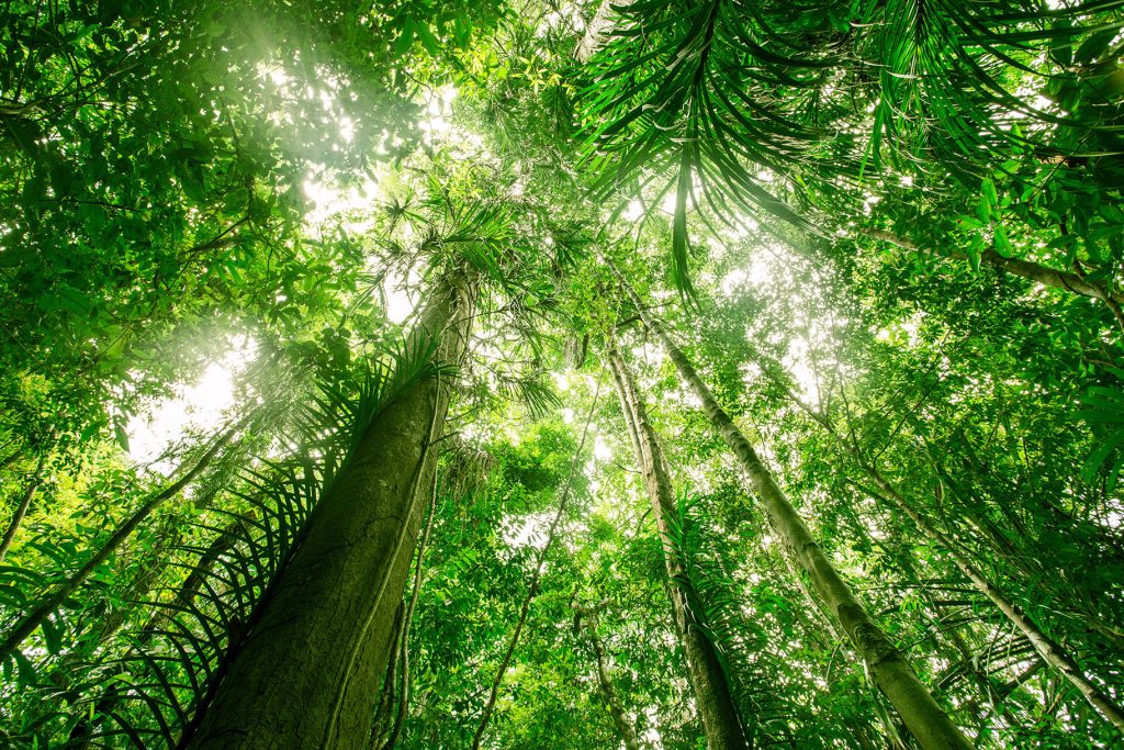 tree-canopy Woodland - Underfloor Heating Environmental Benefits